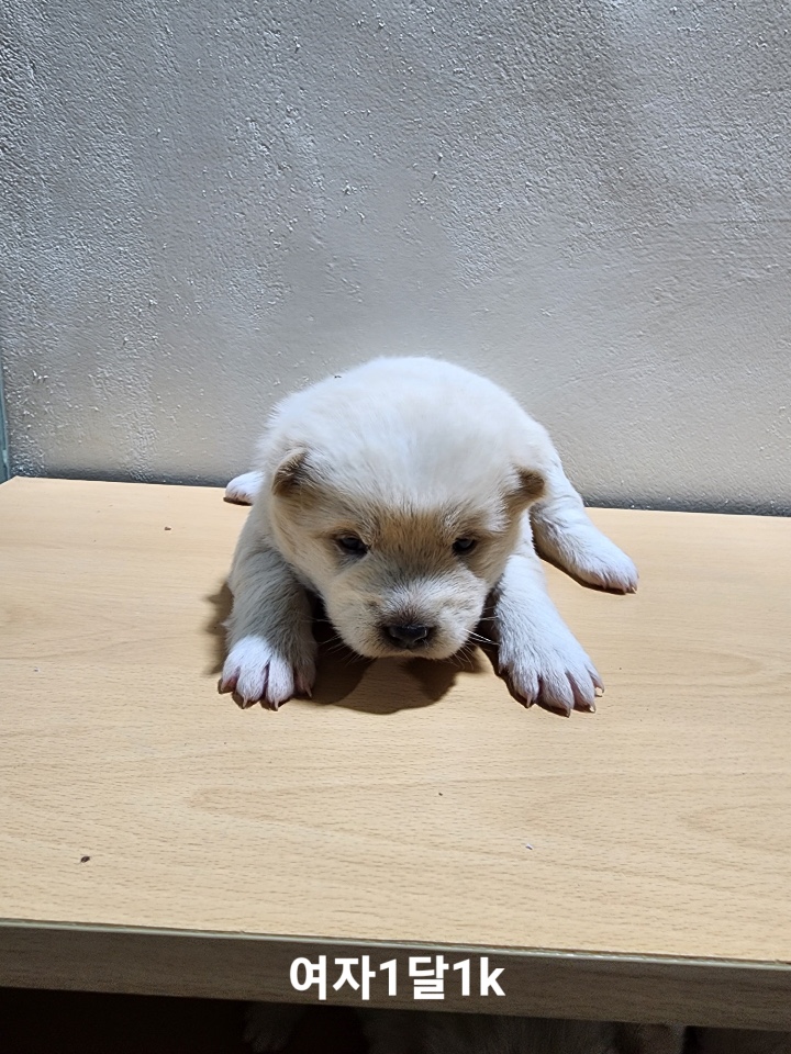 옥천동물병원_443443202500154
