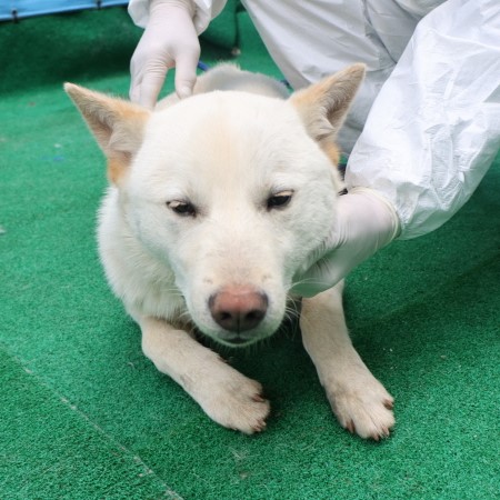 제주 동물보호센터_450650202500518