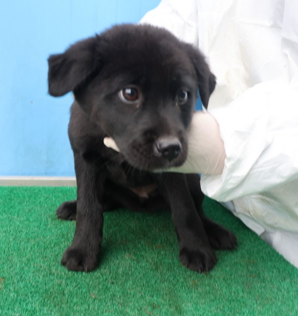 제주 동물보호센터_450650202500524