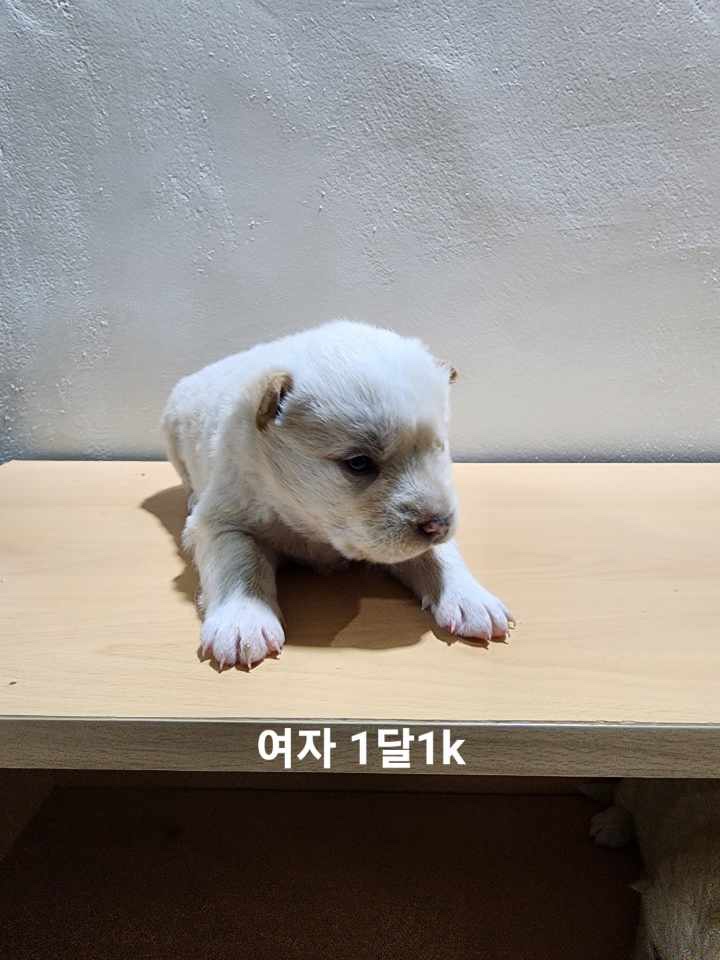 옥천동물병원_443443202500152