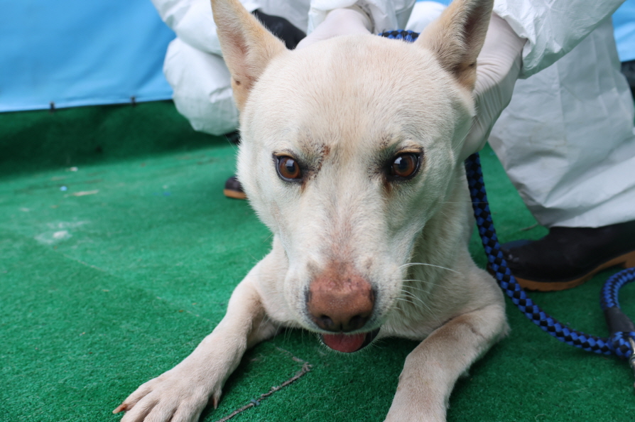 제주 동물보호센터_450650202500527