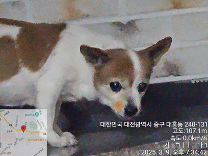 종료(반환) 믹스견…