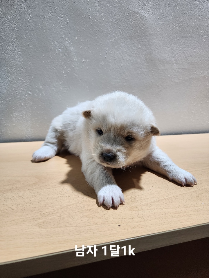 옥천동물병원_443443202500150