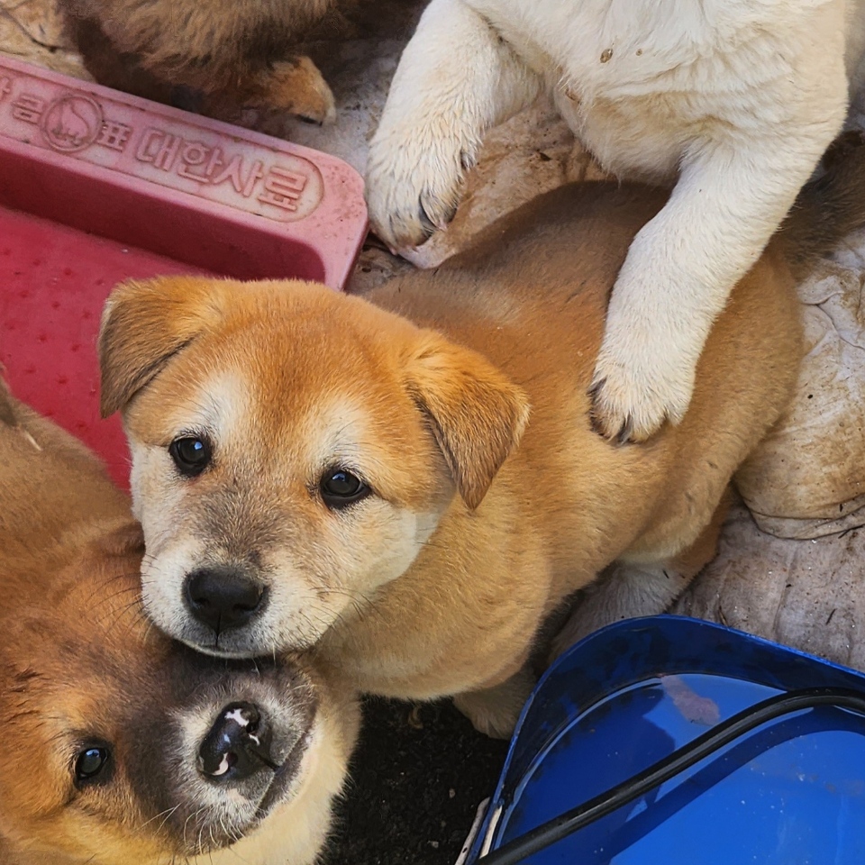 예산임시동물보호센터_444461202500029