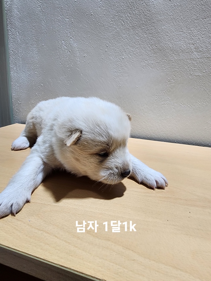 옥천동물병원_443443202500151