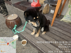 대전동물보호센터_430365202500036