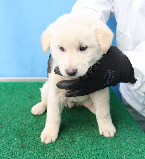 제주 동물보호센터_450650202500525