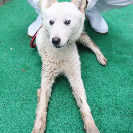 제주 동물보호센터_450650202500520