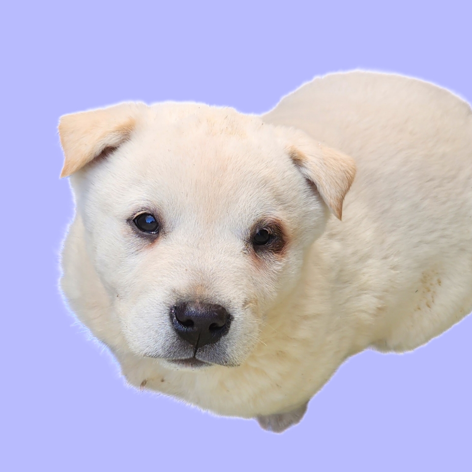 예산임시동물보호센터_444461202500027