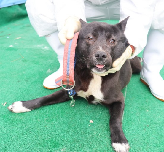 제주 동물보호센터_450650202500531