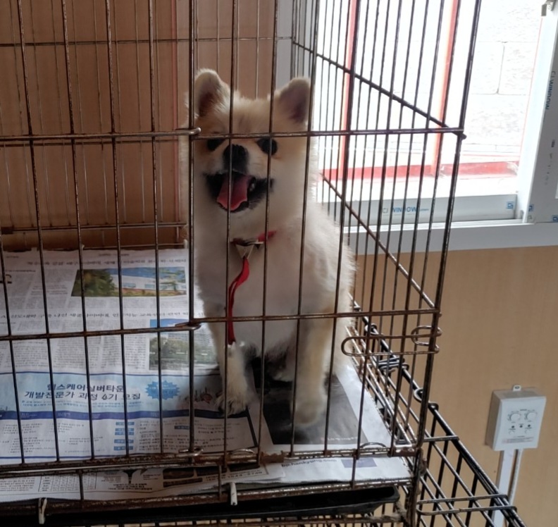 종료(반환) 포메라…
