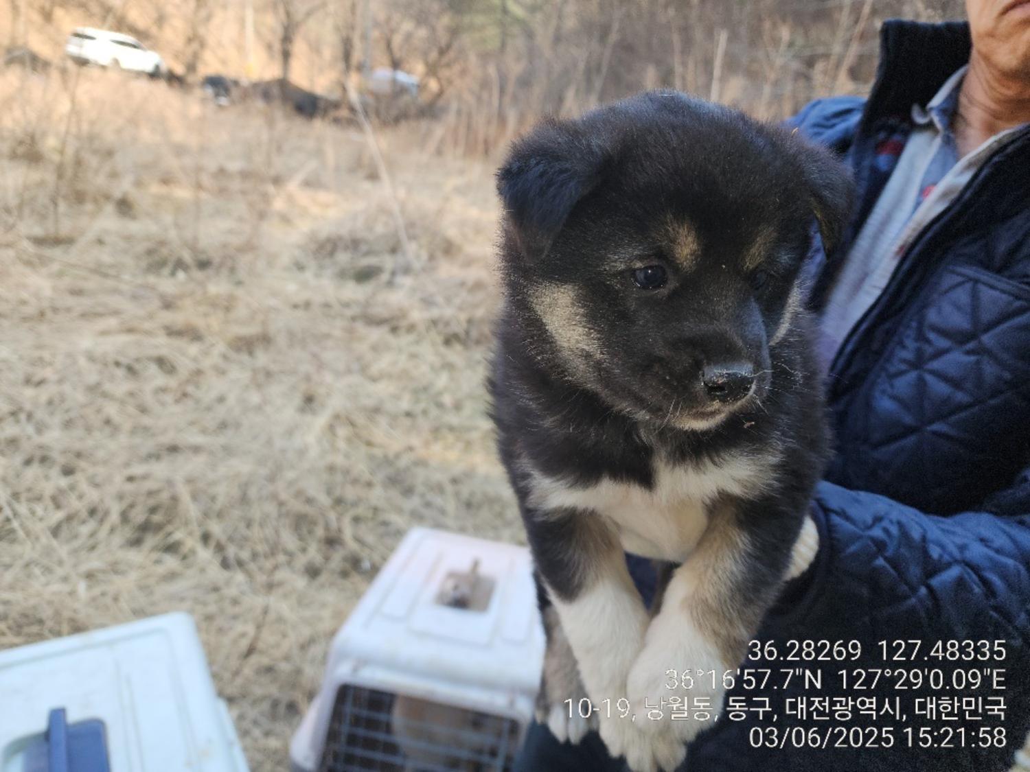 대전동물보호센터_430364202500041