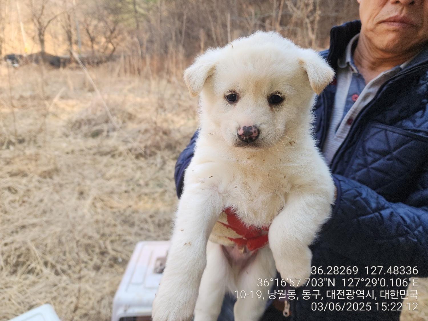 종료(입양) 믹스견…