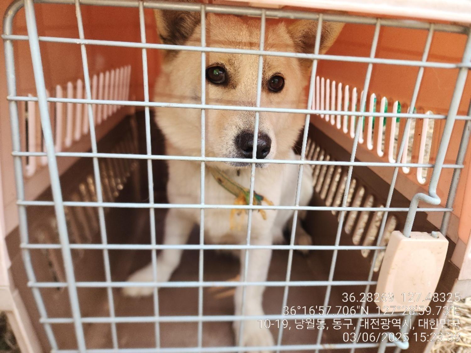 대전동물보호센터_430364202500036