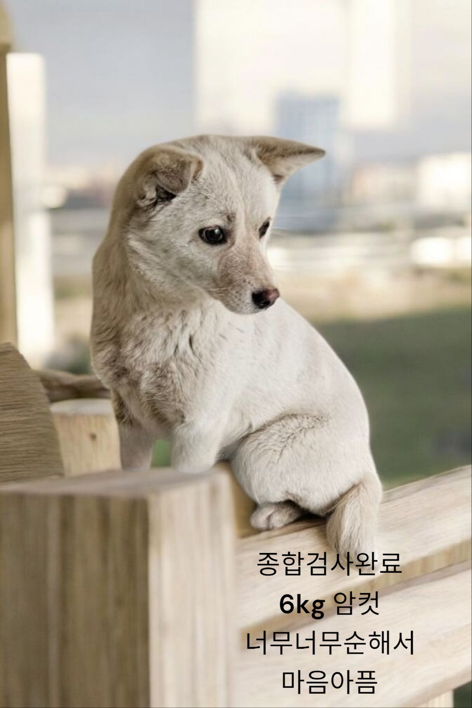 성주유기동물보호센터_447521202500126