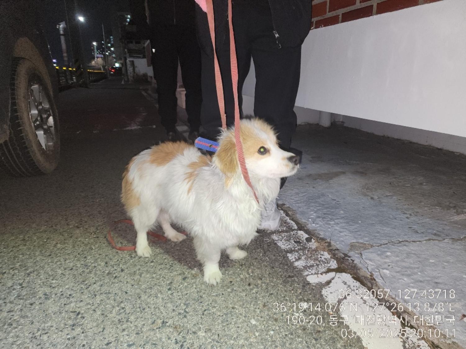 대전동물보호센터_430364202500042