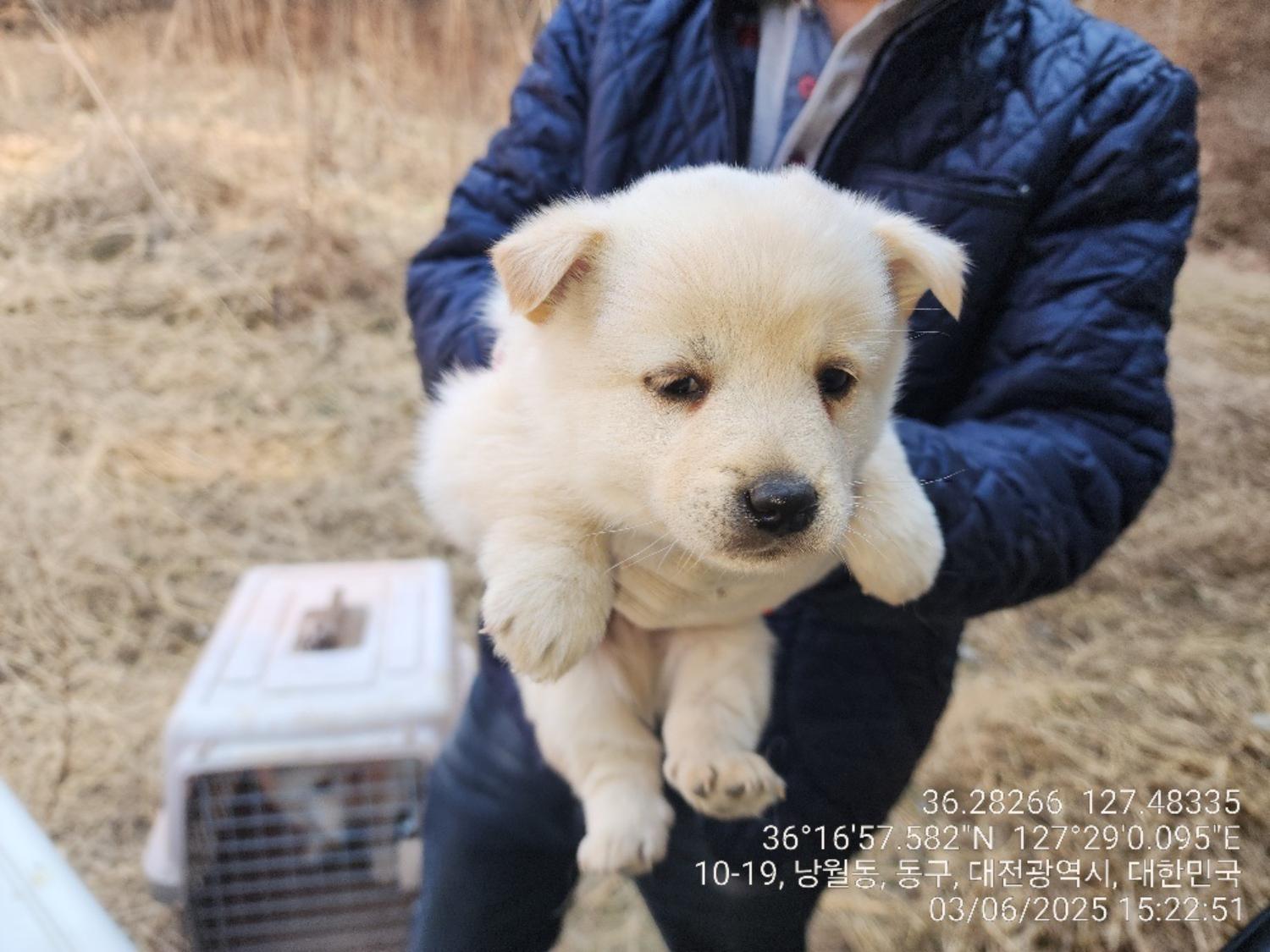 대전동물보호센터_430364202500037