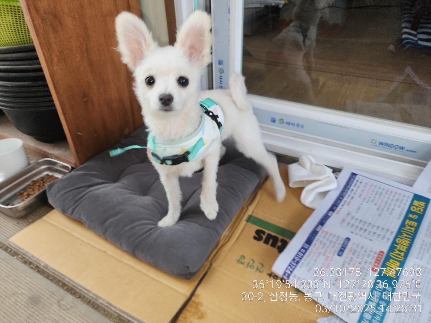 대전동물보호센터_430364202500045