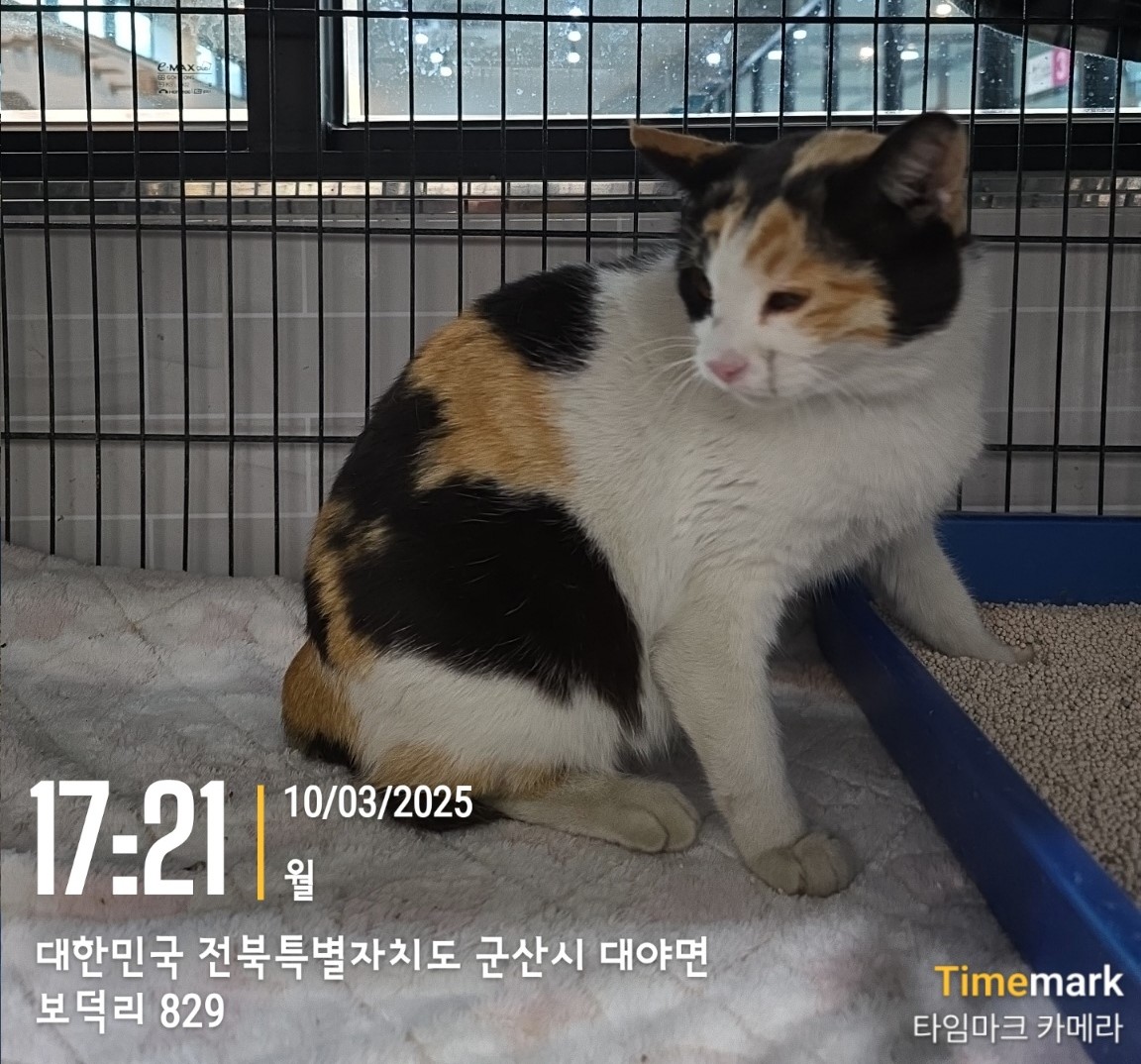 군산유기동물보호센터_445467202500223