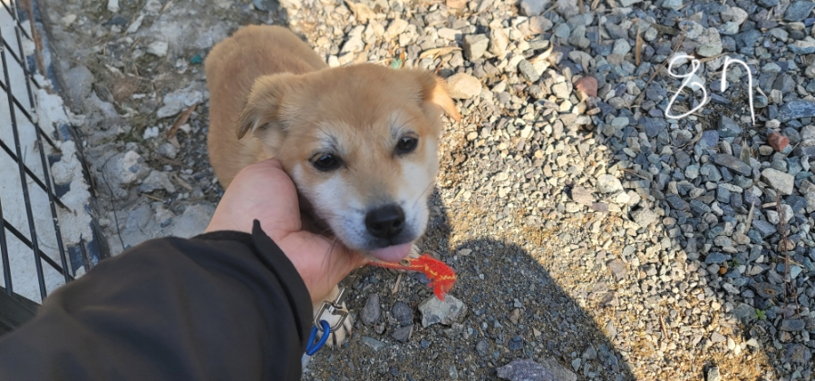 무안군유기동물보호소_446495202500087