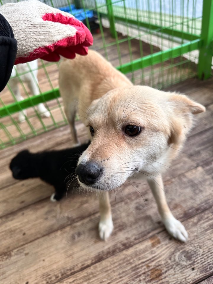 군산유기동물보호센터_445467202500220