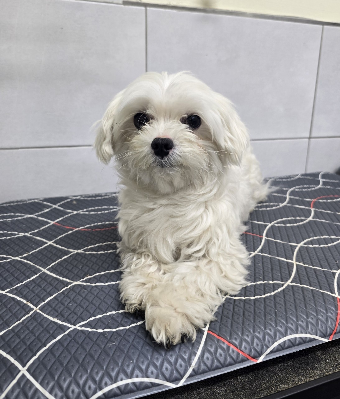 아산동물복지지원센터_444452202500347