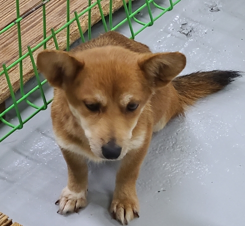 영천유기동물보호센터_447510202500202
