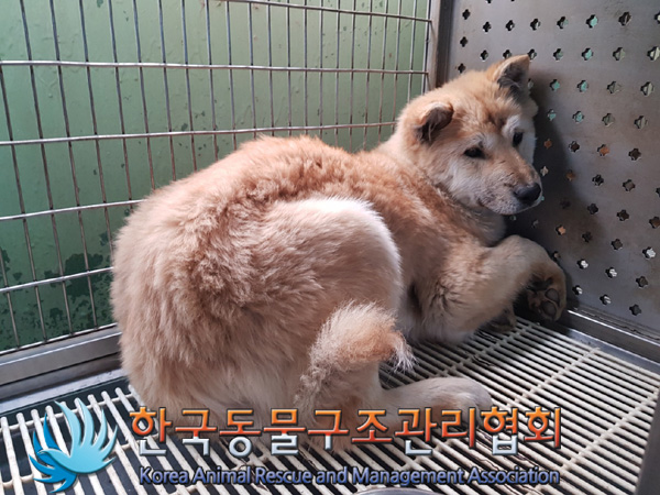 보호중 믹스견의 가…
