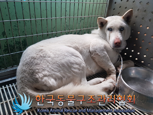 한국동물구조관리협회_411300202500019