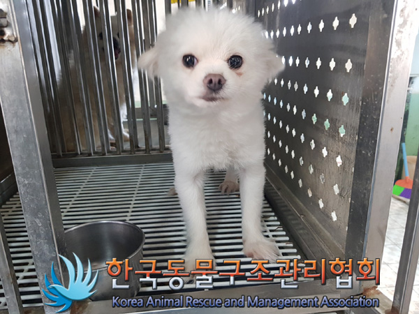 종료(반환) 포메라…