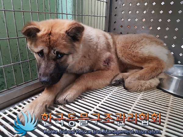 한국동물구조관리협회_411311202500049