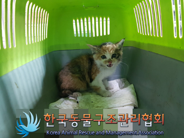 한국동물구조관리협회_411316202500087