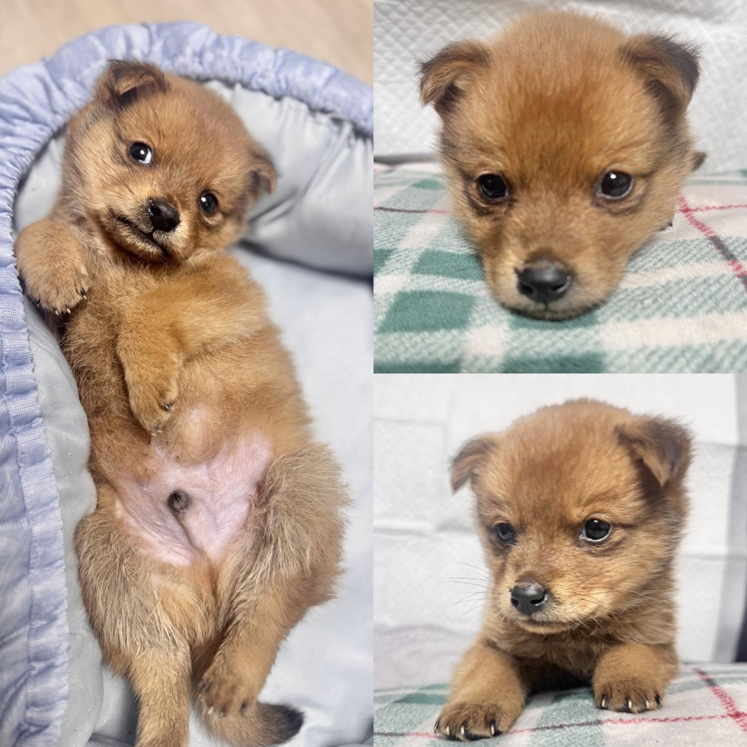 경주동물사랑보호센터_447505202500196