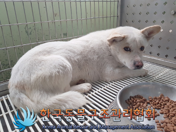 한국동물구조관리협회_441406202500141