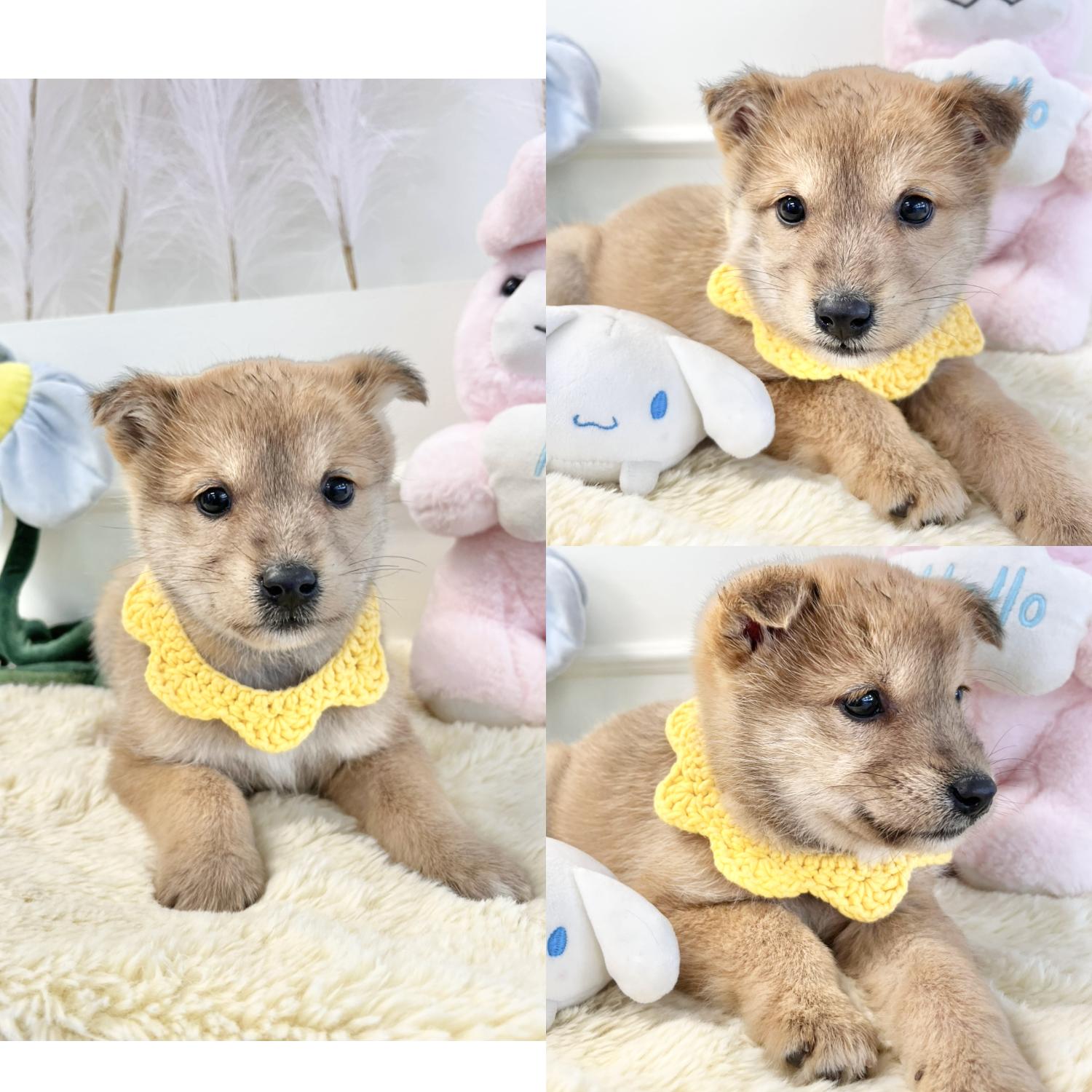 경주동물사랑보호센터_447505202500177