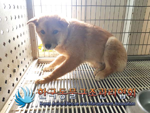 한국동물구조관리협회_411300202500021