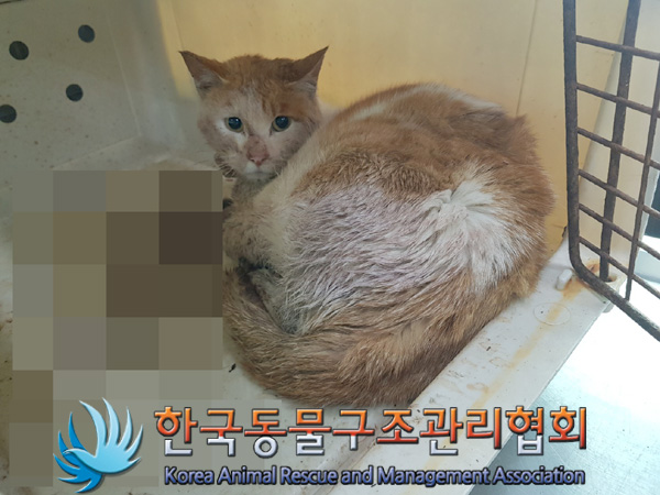 한국동물구조관리협회_441414202500092