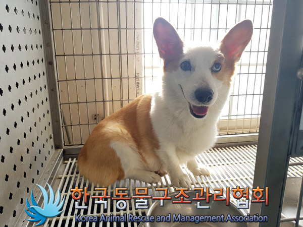 보호중 웰시 코기 …