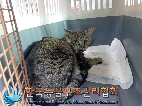 한국동물구조관리협회_411300202500022