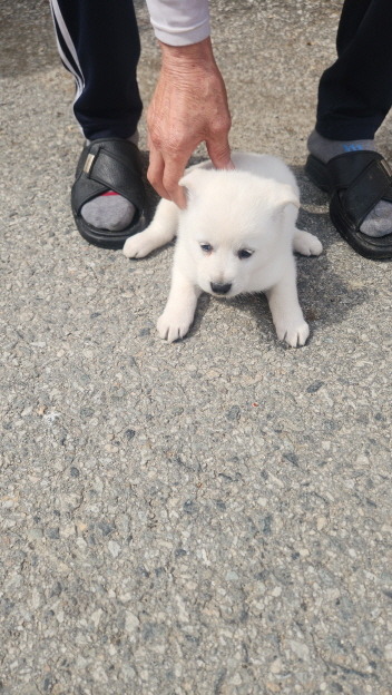 익산유기동물보호소_445468202500443