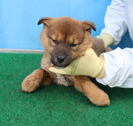 제주 동물보호센터_450650202500537