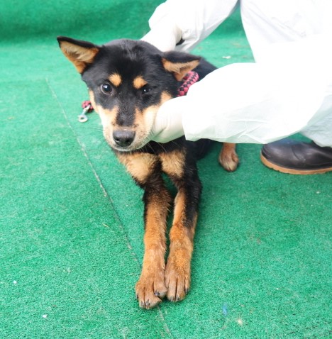 제주 동물보호센터_450650202500539