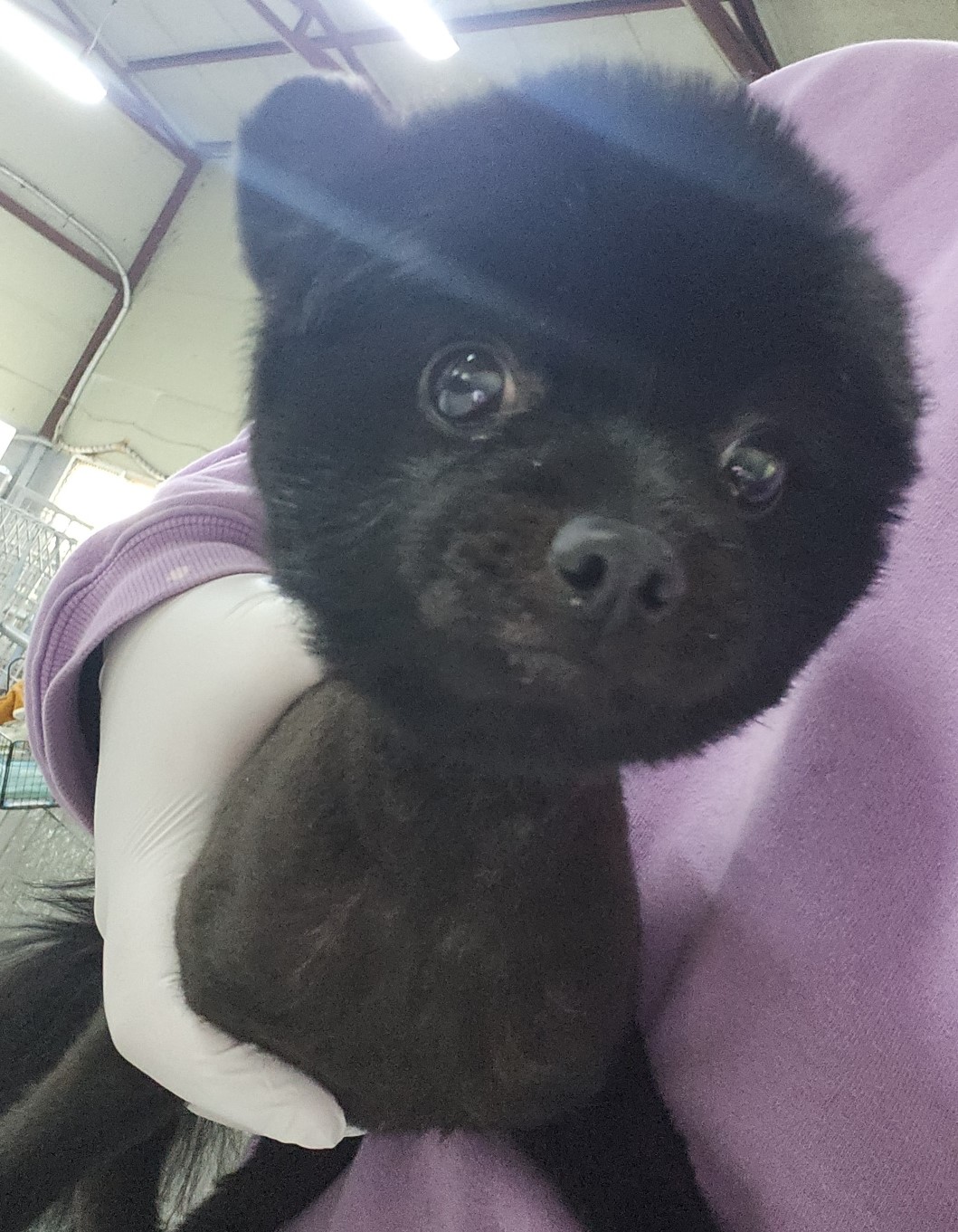 보호중 포메라니안의…