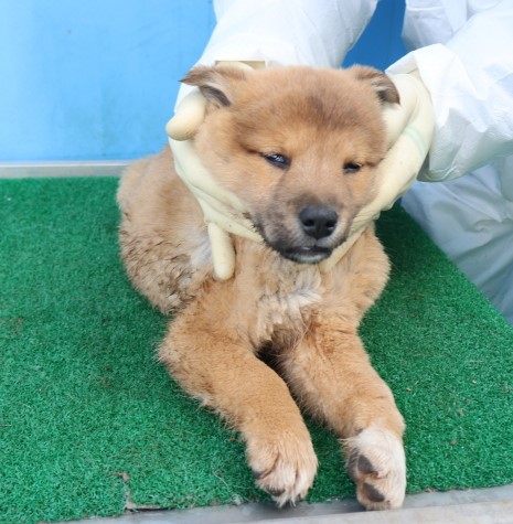 제주 동물보호센터_450650202500535