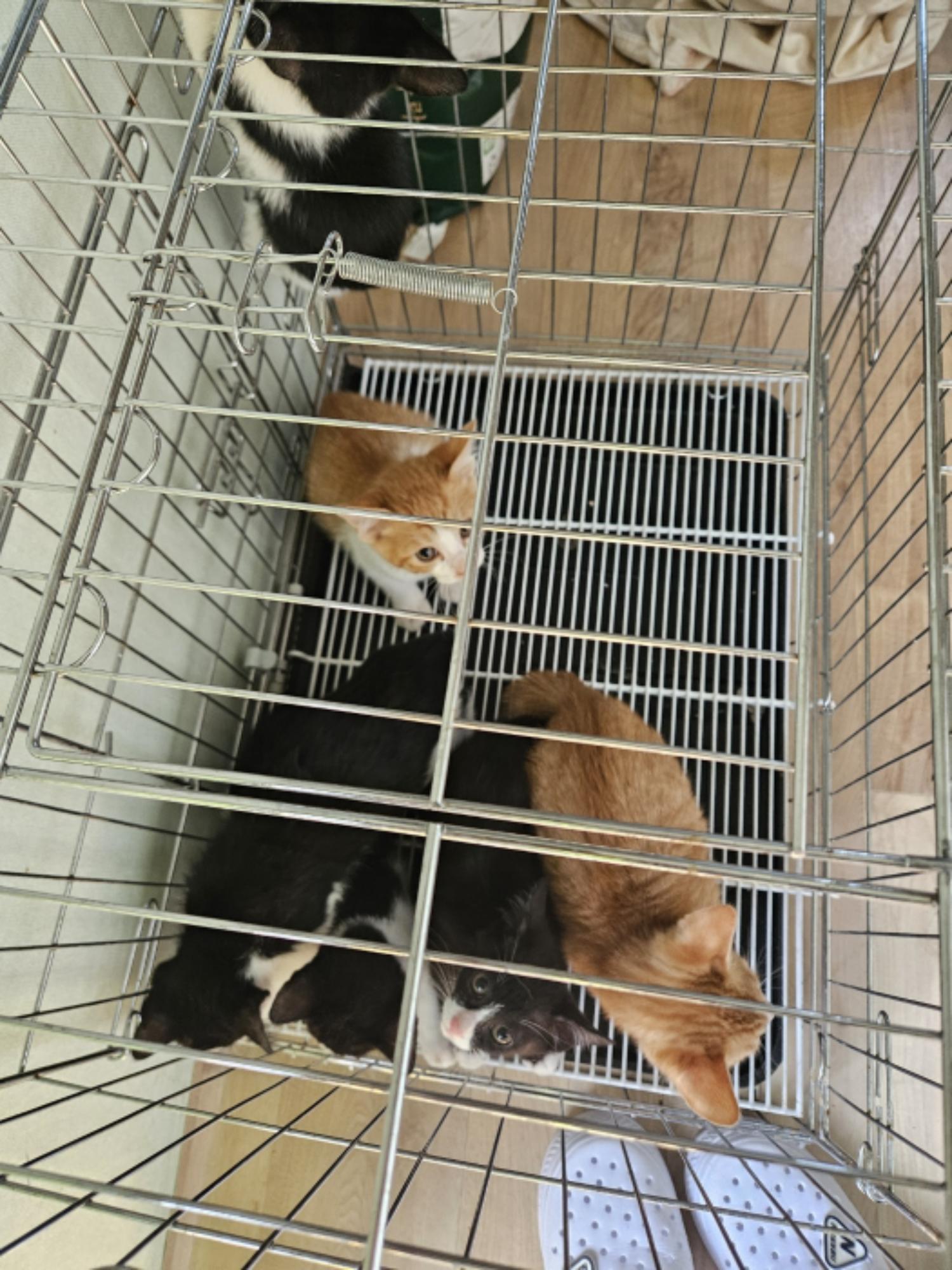 동물보호관리협회_426329202500037