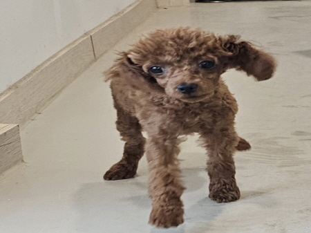 원주시동물보호센터_442419202500142