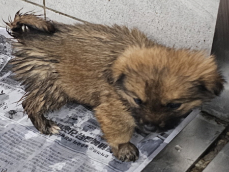 원주시동물보호센터_442419202500141