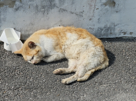 원주시동물보호센터_442419202500140