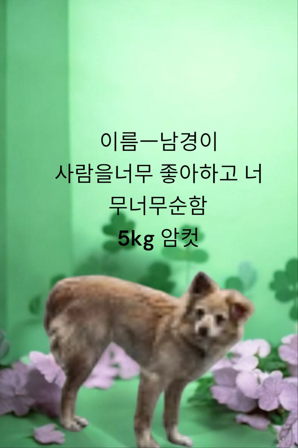 성주유기동물보호센터_447521202500139