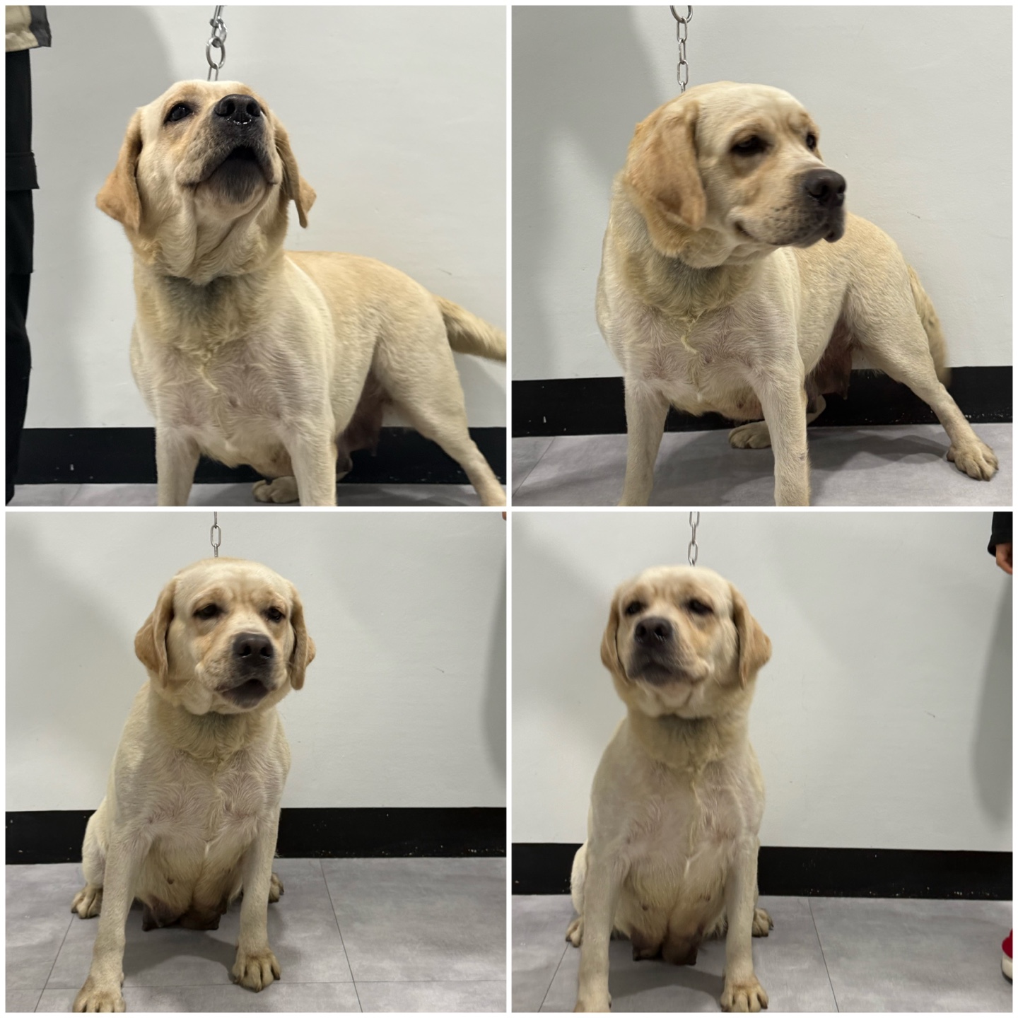 천안시 동물보호센터_444449202500272